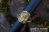 1095 High Carbon Steel Etched Blade Han Jian Gold Dragon Chinese Martial Arts Tai Chi Sword